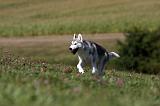 SIBERIAN HUSKY 511